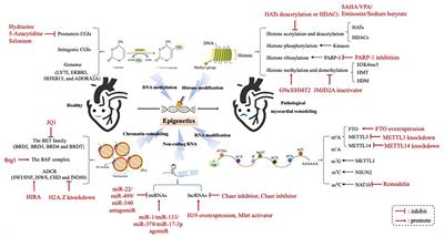 The roles and mechanisms of epigenetic regulation in pathological myocardial remodeling